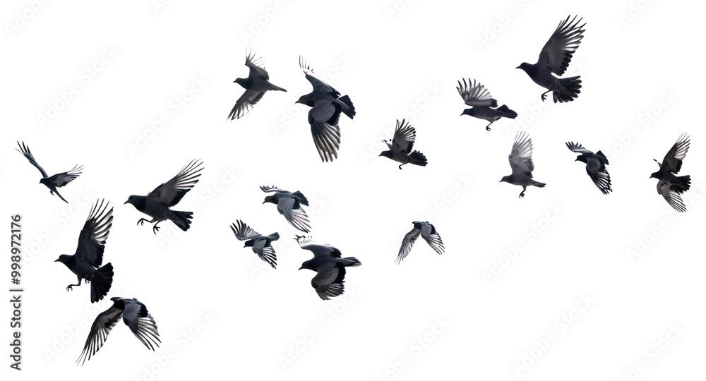 PNG Flock flying birds movement. PNG Flock flying birds movement.