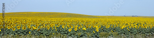Vászonkép Ultra-wide panorama of a mass of cultivated sunflowers in full bloom on a rollin