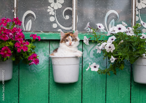 a small curious kitten sits on the cornice of a village house in the garden a...