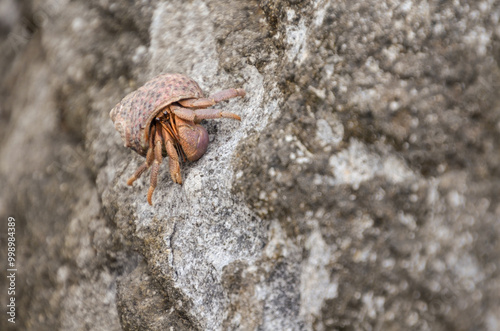 A close-up photo of a Hermit Crab. photo