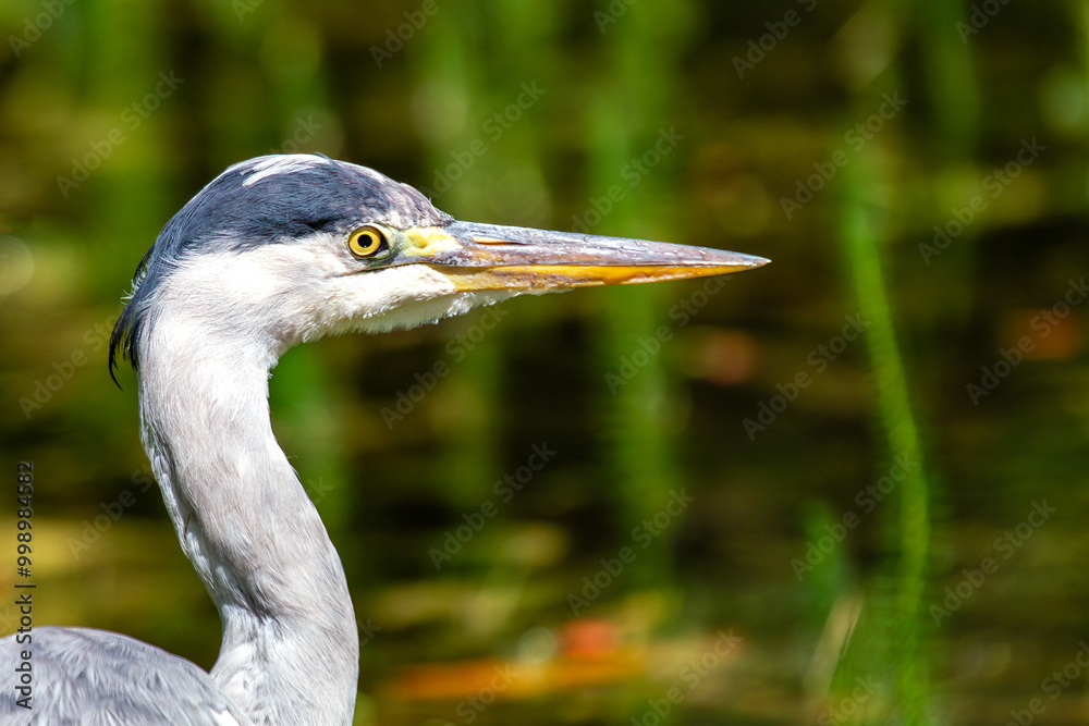 Portrait of Grey Heron (Ardea cinerea) in Dublin, Ireland, often seen in wetlands and rivers. Portrait of Grey Heron (Ardea cinerea) in Dublin, Ireland, often seen in wetlands and rivers.
