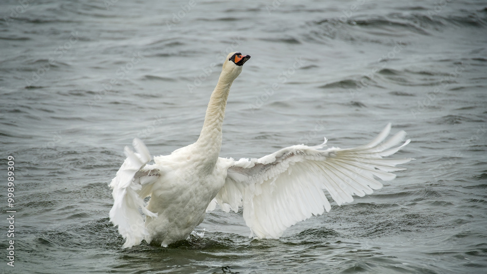 Fototapeta premium a swan spreads his wings, stretches his neck and splashes 