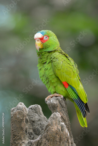 A close-up photo of a White-Fronted Amazon bird.