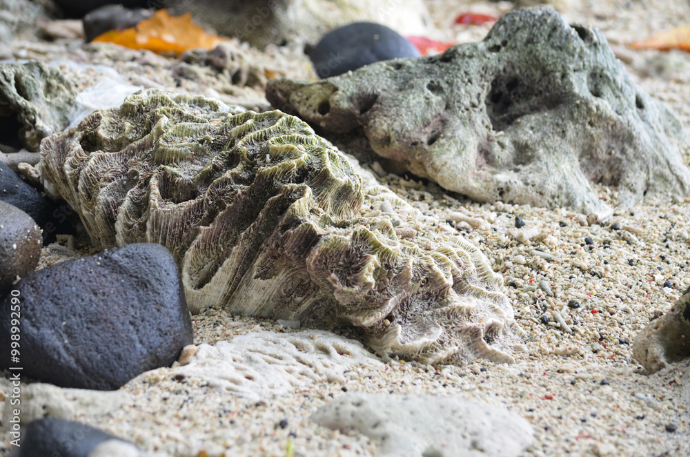 A close-up photo of corals taken at a beach. A close-up photo of corals taken at a beach.