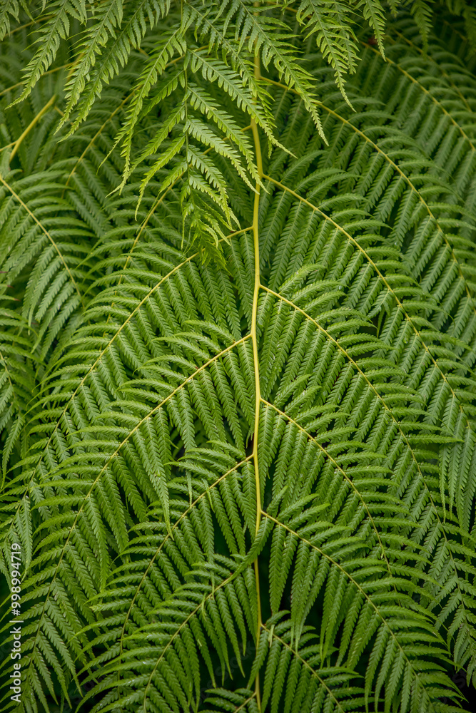 Background of fresh green fern plant leaves. Background of fresh green fern plant leaves.