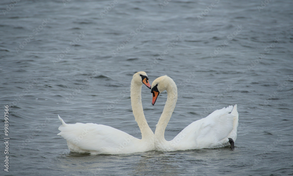 two loving swans build a heart of their necks two loving swans build a heart of their necks