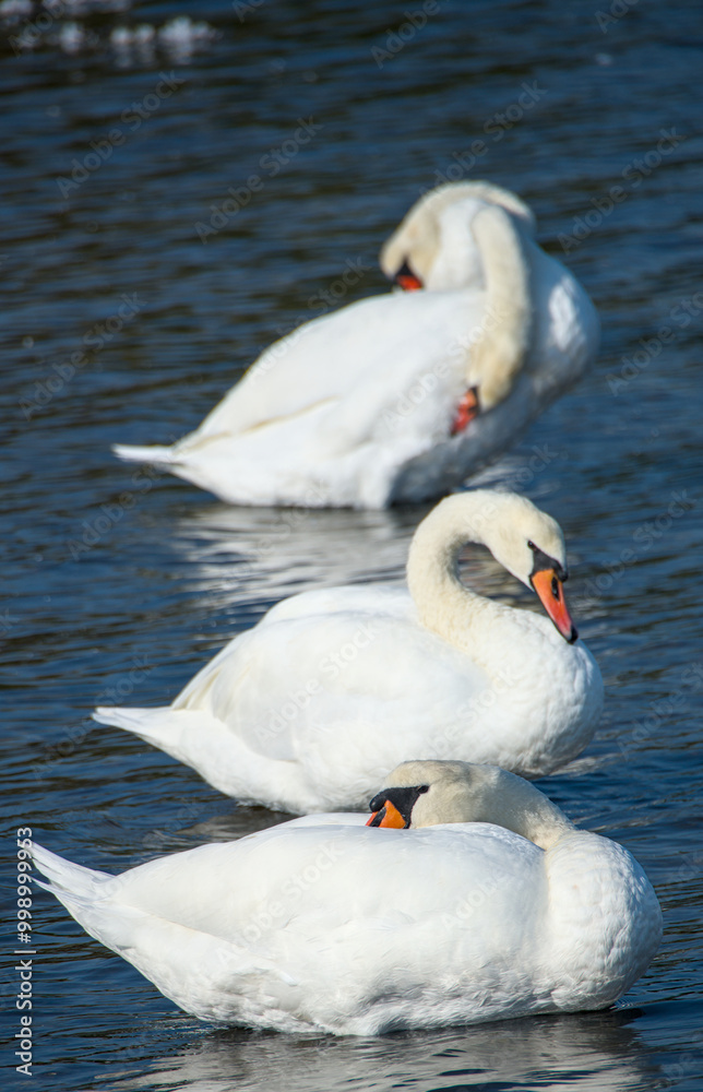 Fototapeta premium Some swans are cleaning their feathers and swimming in a line