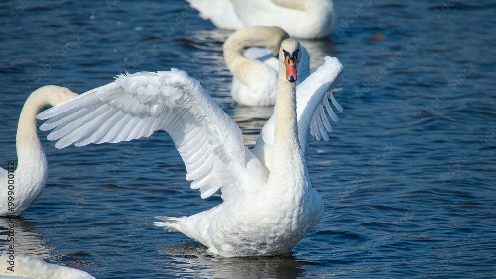 a swan spreads his wings, stretches his neck and splashes
a swan spreads his wings, stretches his neck and splashes