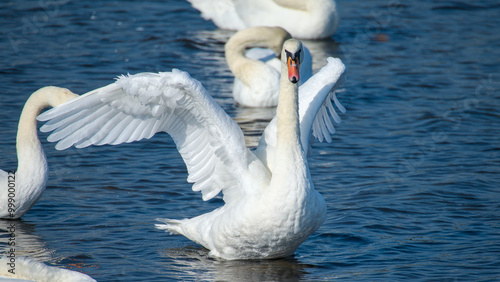 Fototapeta Naklejka Na Ścianę i Meble -  a swan spreads his wings, stretches his neck and splashes
