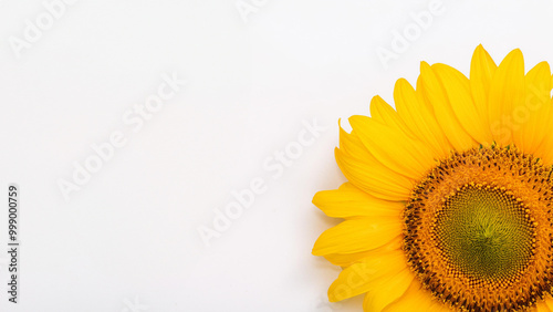 Closeup of a Sunflower on a White Background with Copy Space