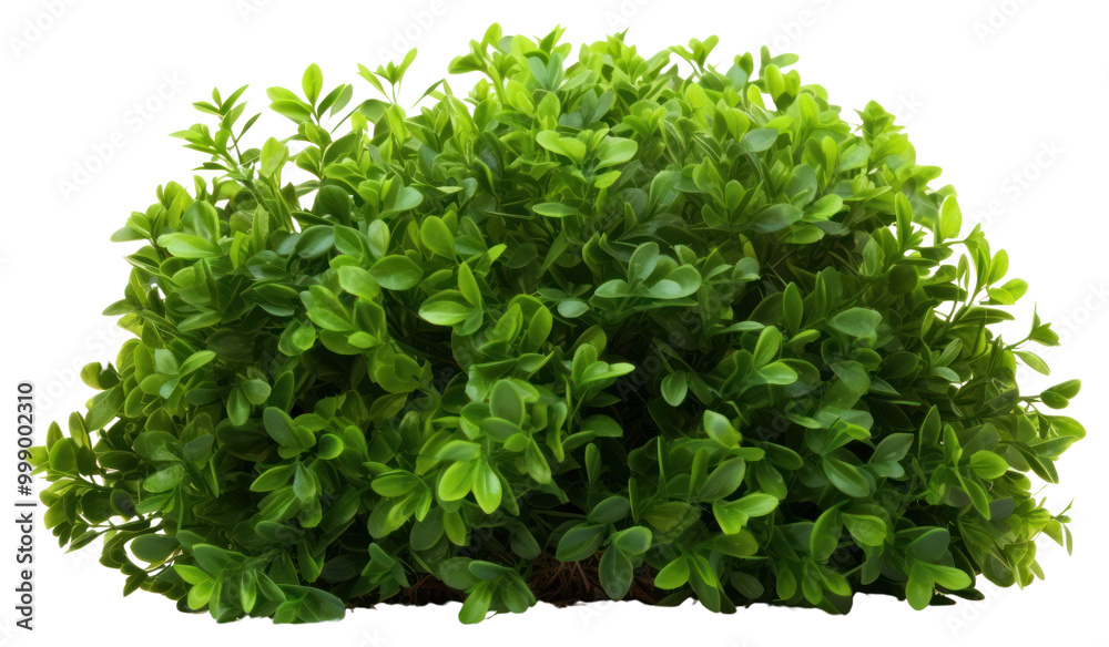 Obraz premium PNG Green bush plant hedge herbs.