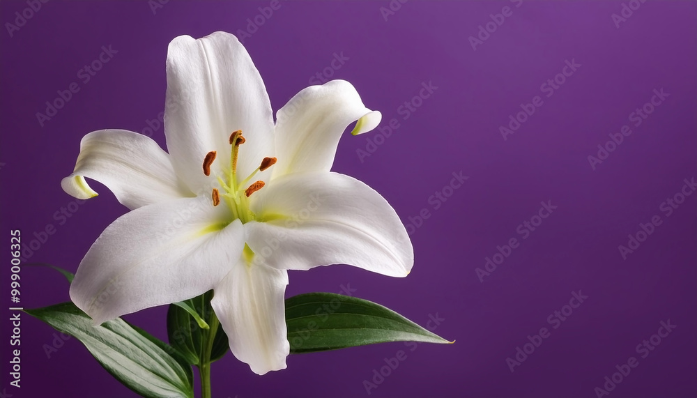 White lily flower isolated on purple background White lily flower isolated on purple background