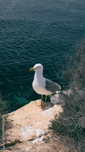 Seagull and Chick by the Sea photo