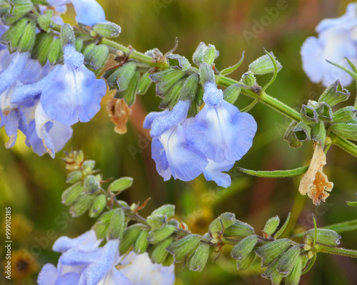 Salvia azurea  Wild Blue Sage Native North American  Prairie Wildflower photo