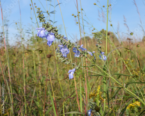 Salvia azurea  Wild Blue Sage Native North American  Prairie Wildflower photo