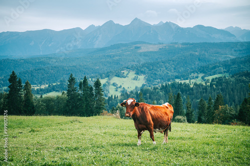 A cow grazes peacefully on lush green pastures, embodying the essence of traditional dairy farming in Slovakia and Poland