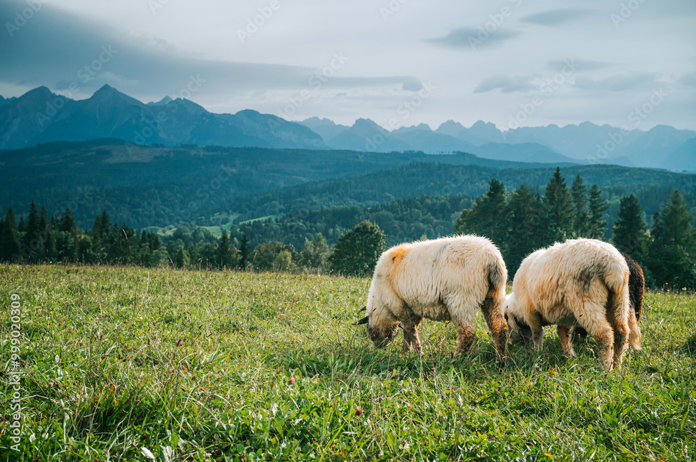 Sheep Flourishing on Fertile Pastures with the Spectacular High Tatras Towering Behind: An Insight into the Dairy Farming Life in Slovakia and Poland Sheep Flourishing on Fertile Pastures with the Spectacular High Tatras Towering Behind: An Insight into the Dairy Farming Life in Slovakia and Poland