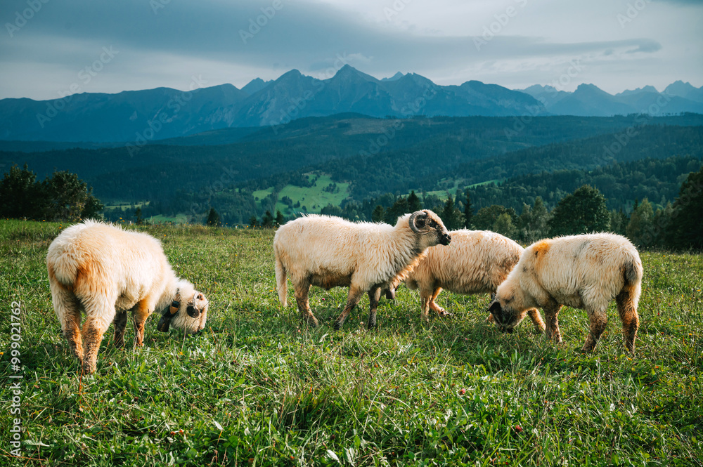 Sheep Grazing on Lush Green Fields with the Enchanting High Tatras as a Scenic Backdrop: Exploring the Dairy Farming Practices of Slovakia and Poland Sheep Grazing on Lush Green Fields with the Enchanting High Tatras as a Scenic Backdrop: Exploring the Dairy Farming Practices of Slovakia and Poland