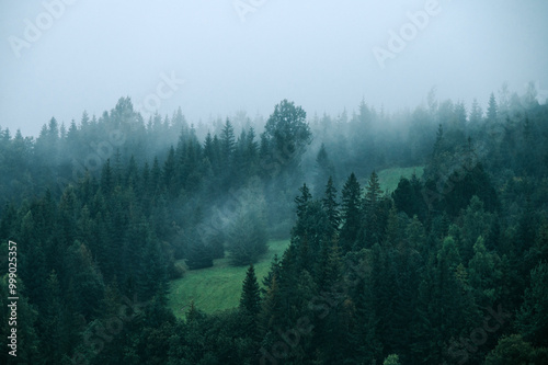 Whispers of Despair: The Darkened Grove Shrouded in Fog, Evoking a Sense of Melancholy