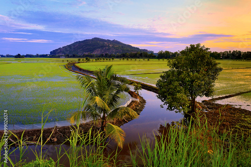 Foto The beauty of Sam mountain fields in Chau Doc, Vietnam