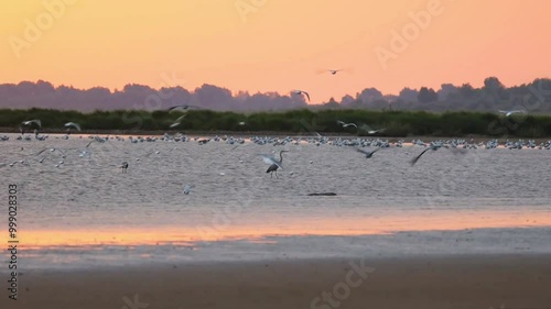 Dawn on Lake Ilmen. Wild world. Gray herons and gulls are preparing for migration. Spring. Autumn. Beautiful nature. Wildlife. Migration photo