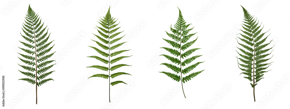 Fern PNG isolated on transparent and white background Fern PNG isolated on transparent and white background