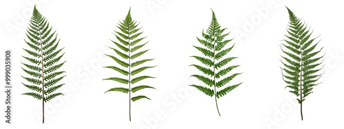 Fern PNG isolated on transparent and white background