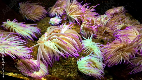 Purple-tipped Anemones On Reef Underwater. Condylactis Gigantea. closeup, pullback shot photo