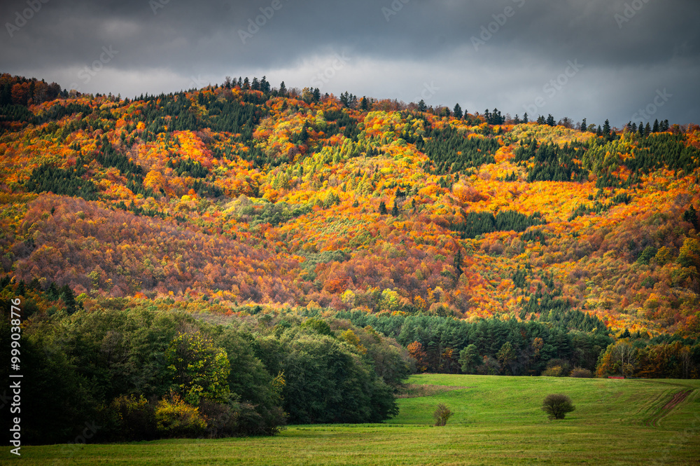 Fototapeta premium Golden Hues and Warm Sunlight Fill the Carpathian Autumn Forest