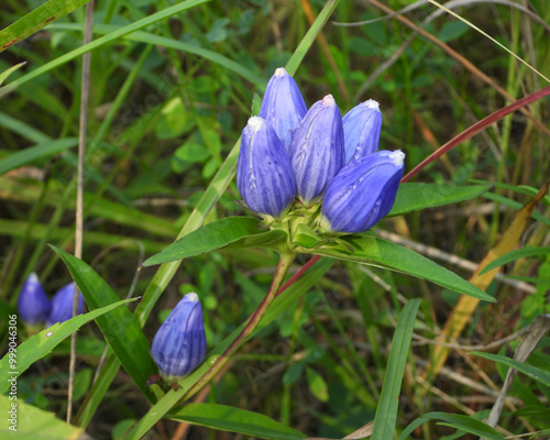 Gentiana andrewsii (Bottle Gentian) Native North American Prairie Wildflower photo