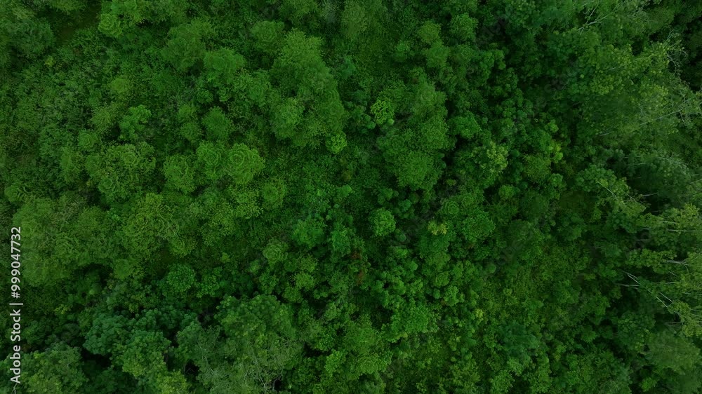 Explore the Lush Greenery of the Forest Canopy During an Aerial Journey Through Nature in the Heart of Summer Explore the Lush Greenery of the Forest Canopy During an Aerial Journey Through Nature in the Heart of Summer