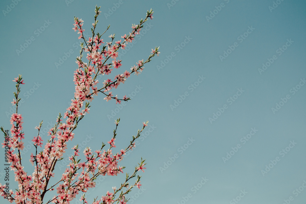 Beautiful tree (probably almond) branch with gentle blooming flowers against blue sky at sunny spring day. Beautiful tree (probably almond) branch with gentle blooming flowers against blue sky at sunny spring day.