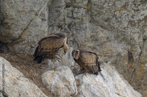 Retrato de Buitres Leonados en Guadarrama photo