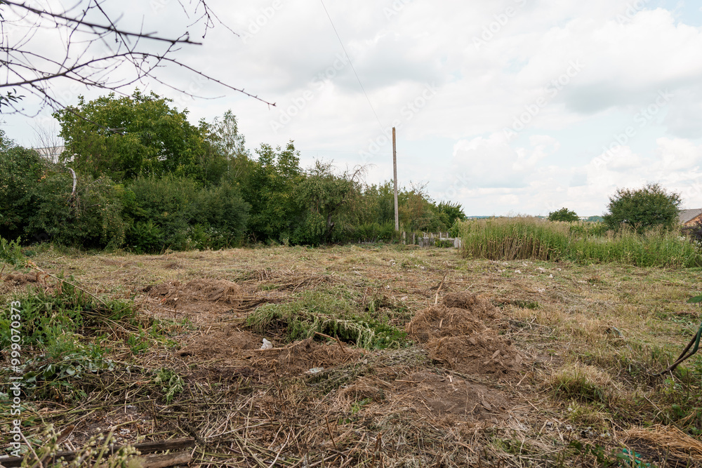 Obraz premium Serene Agricultural Landscape with Overgrown Vegetation and Distant Trees