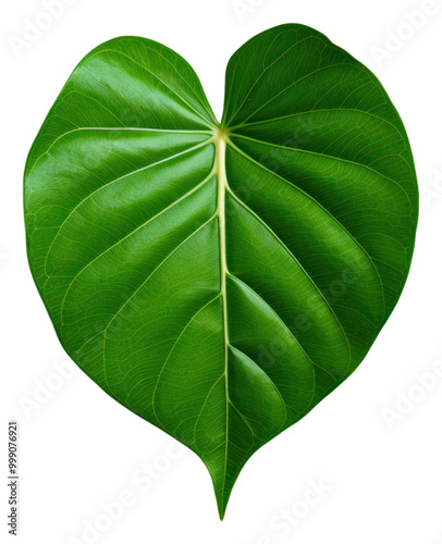 PNG Euclidean leaf plant green freshness. photo