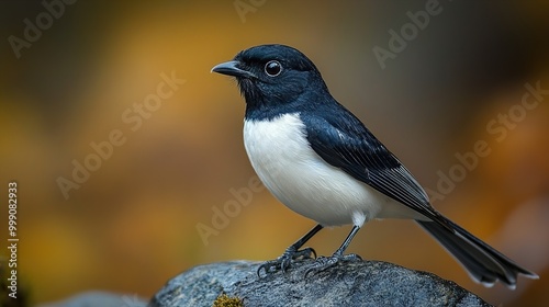 Black and White Bird Perched on Rock - Wildlife Photography