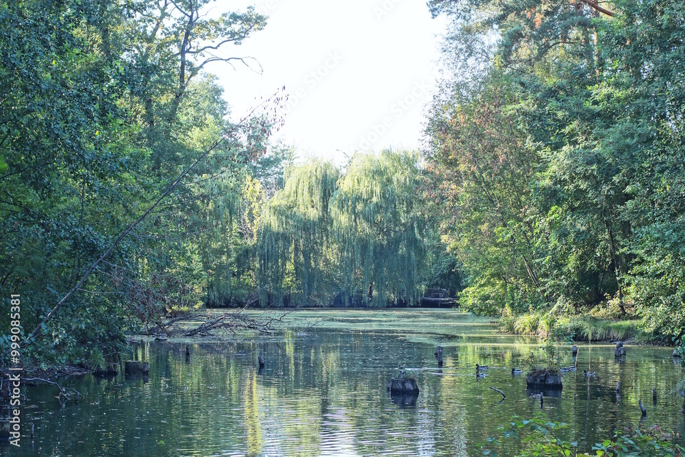 landscape of a green forest of coniferous and deciduous trees on the shore near the water of a large lake against the sky landscape of a green forest of coniferous and deciduous trees on the shore near the water of a large lake against the sky