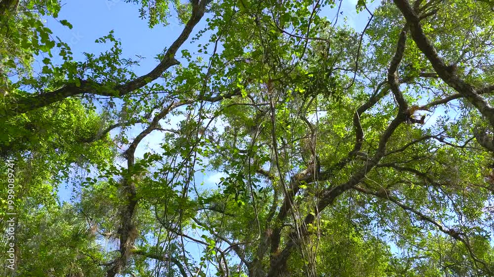 Wild tropical nature with dense green rainforest. Florida jungles with palm trees and vegetation in southern USA Wild tropical nature with dense green rainforest. Florida jungles with palm trees and vegetation in southern USA