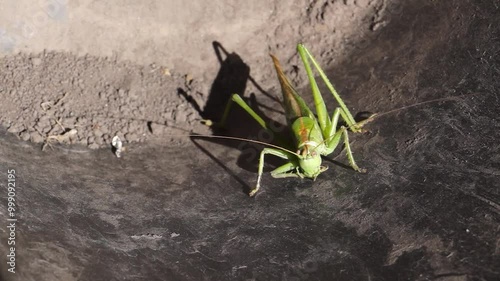 The green grasshopper, or ordinary grasshopper (lat. Tettigonia viridissima) - a species of insects from the family of True grasshoppers of the order orthoptera in the garden. photo