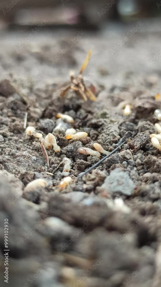 termites in the garden termites in the garden