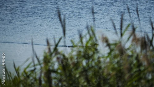 A grebe duck chomga swims behind bushes and squeaks shouting to other birds photo