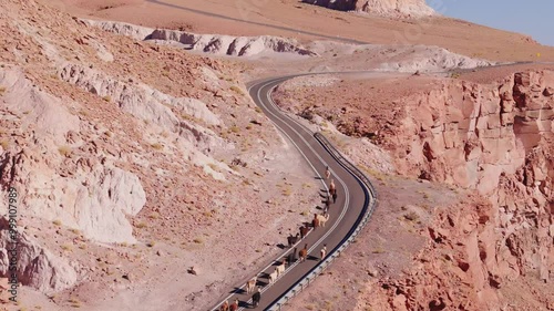 Vista aérea de alpacas cruzando pista no deserto do atacama - chile photo