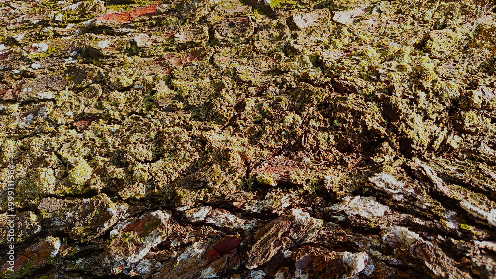 Obraz premium Tree bark texture with crack