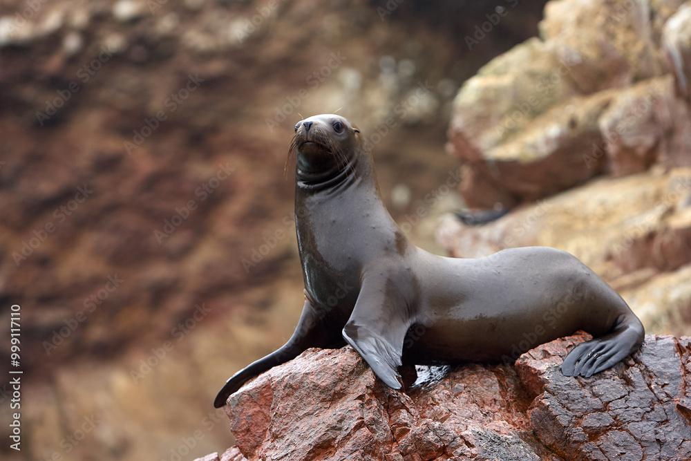 Obraz premium These playful sea lions know how to enjoy life in paradise. The islands are not only a sanctuary for them but also a stunning wildlife haven