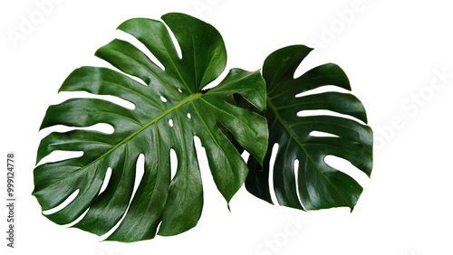 monstera leaf in isolated white background