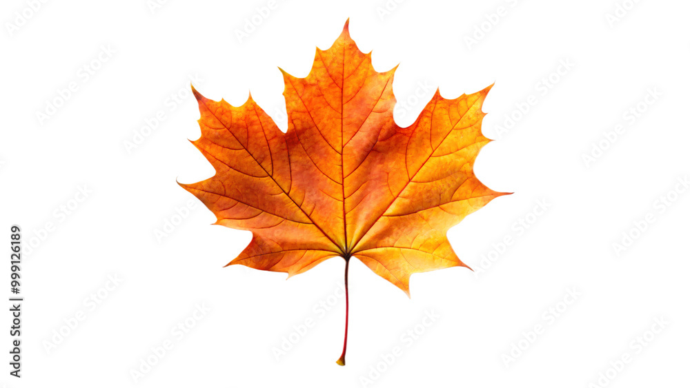 Autumnal maple leaf with vibrant red hues, isolated on a crisp white background Autumnal maple leaf with vibrant red hues, isolated on a crisp white background