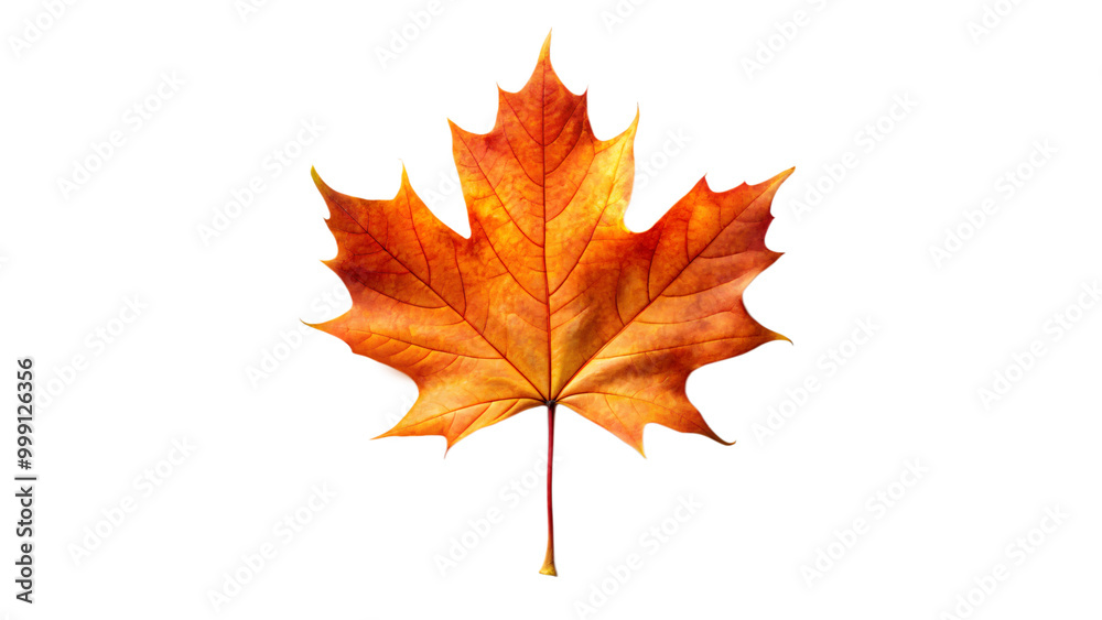 Autumnal maple leaf with vibrant red hues, isolated on a crisp white background Autumnal maple leaf with vibrant red hues, isolated on a crisp white background