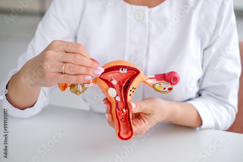 Close-up anatomical model of the structure of the female uterus in the hands of a doctor