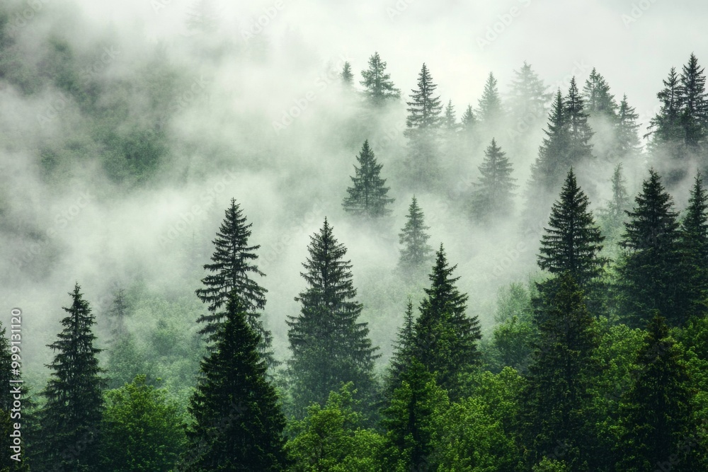 Dense forest shrouded in mist, showcasing silhouettes of pine trees contrasting against soft gray clouds, creating an ethereal and mysterious atmosphere. Dense forest shrouded in mist, showcasing silhouettes of pine trees contrasting against soft gray clouds, creating an ethereal and mysterious atmosphere.