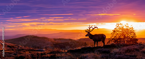 Silhouette photo of a deer standing on a hill overlooking a valley during sunset.